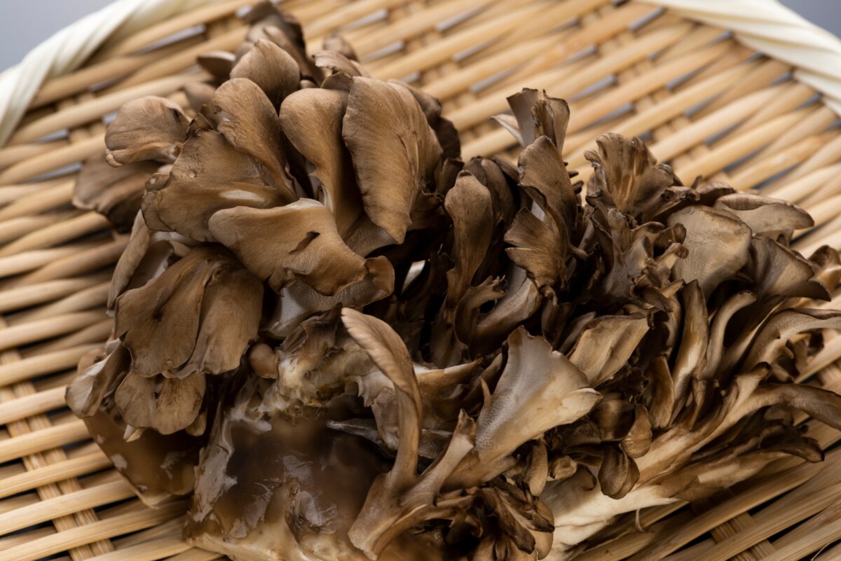 vitalpilz maitake zur entgiftung