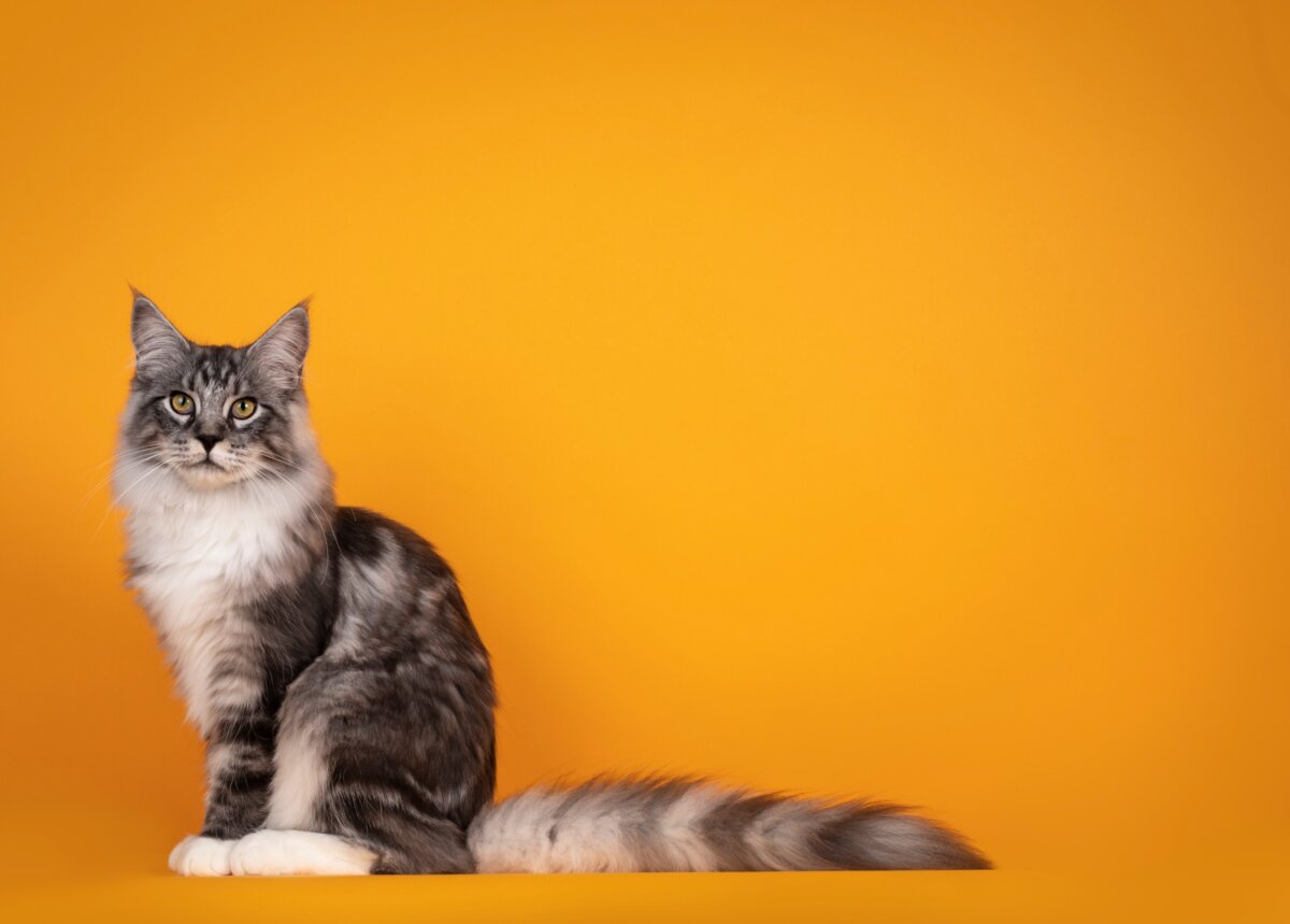 katzen und unsere gesundheit