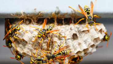 Wie entfernt man ein Wespennest? 10 nützliche Tipps