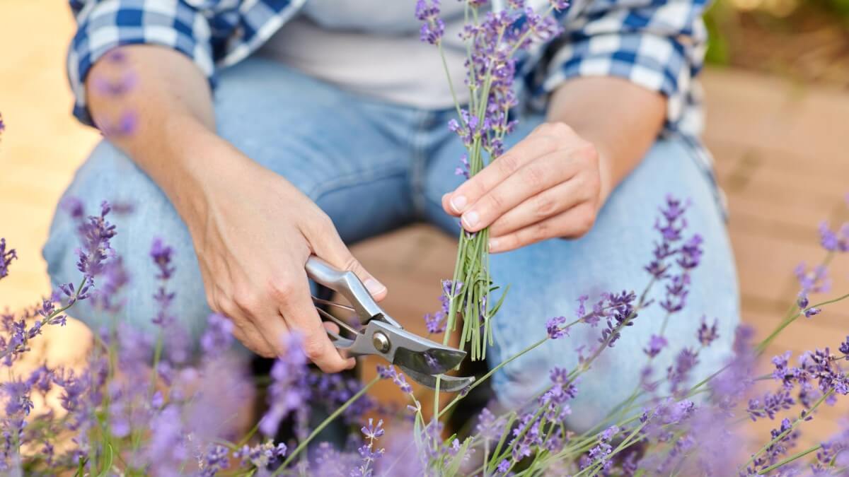 Wie schneide ich Lavendel richtig zurück?
