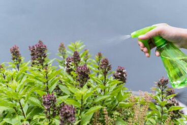 Die besten mückenabweisenden Pflanzen für dein Zuhause