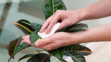 Wie du die Blätter deiner Zimmerpflanzen zum Glänzen bringst