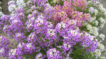 Duftsteinrich: Die Polsterpflanze mit dem Honigduft