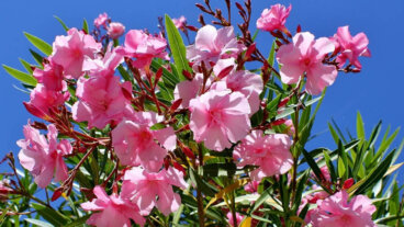 Grundlegende Anleitung zur Pflege deines Oleanders
